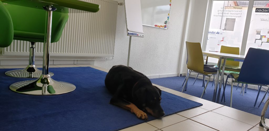 Büro-Hund Maya